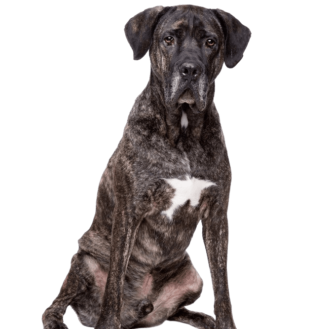 Fila Brasileiro, Black Mastiff, Mastiff from Brazil, Chien de race sud-américaine, Grandes races de chiens