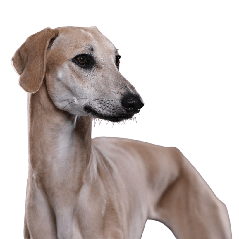 Sloughi, Lévrier arabe, Gros chien maigre, Chien blond, Grande race de chien