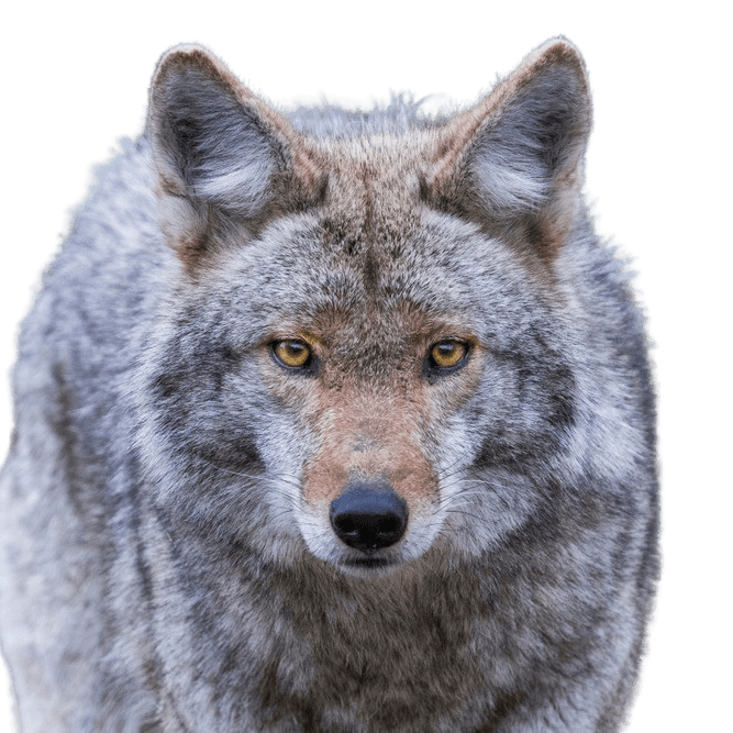 Description du coyote Loup des Prairies, Description de la race du coyote, Loup Broad, Loup du désert américain, Loup américain, Loup des steppes, Ancêtre du chien