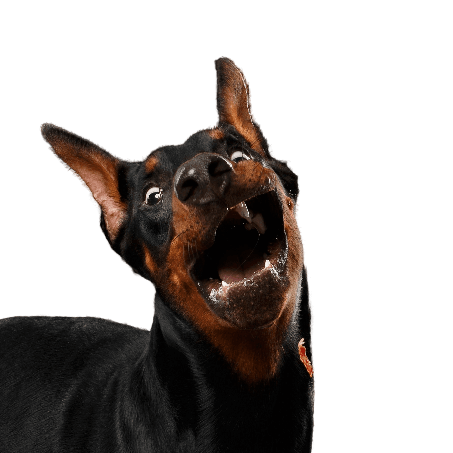 Doberman Doberman, vertébré, mammifère, race de chien, Canidae, grand pinscher, chien, chien similaire au Manchester terrier, chien de garde, museau, grand chien noir aux oreilles dressées
