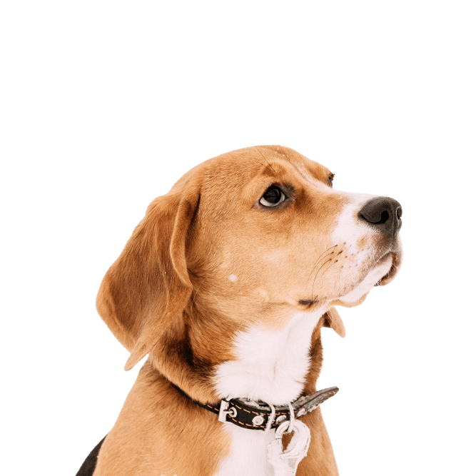 Foxhound anglais : description de la race, tempérament et caractère, chien tricolore, chien aux oreilles tombantes d'Angleterre, chien de Grande-Bretagne, chien de chasse anglais, chien de chasse, tricolore, chien tricolore, chien similaire au Beagle.