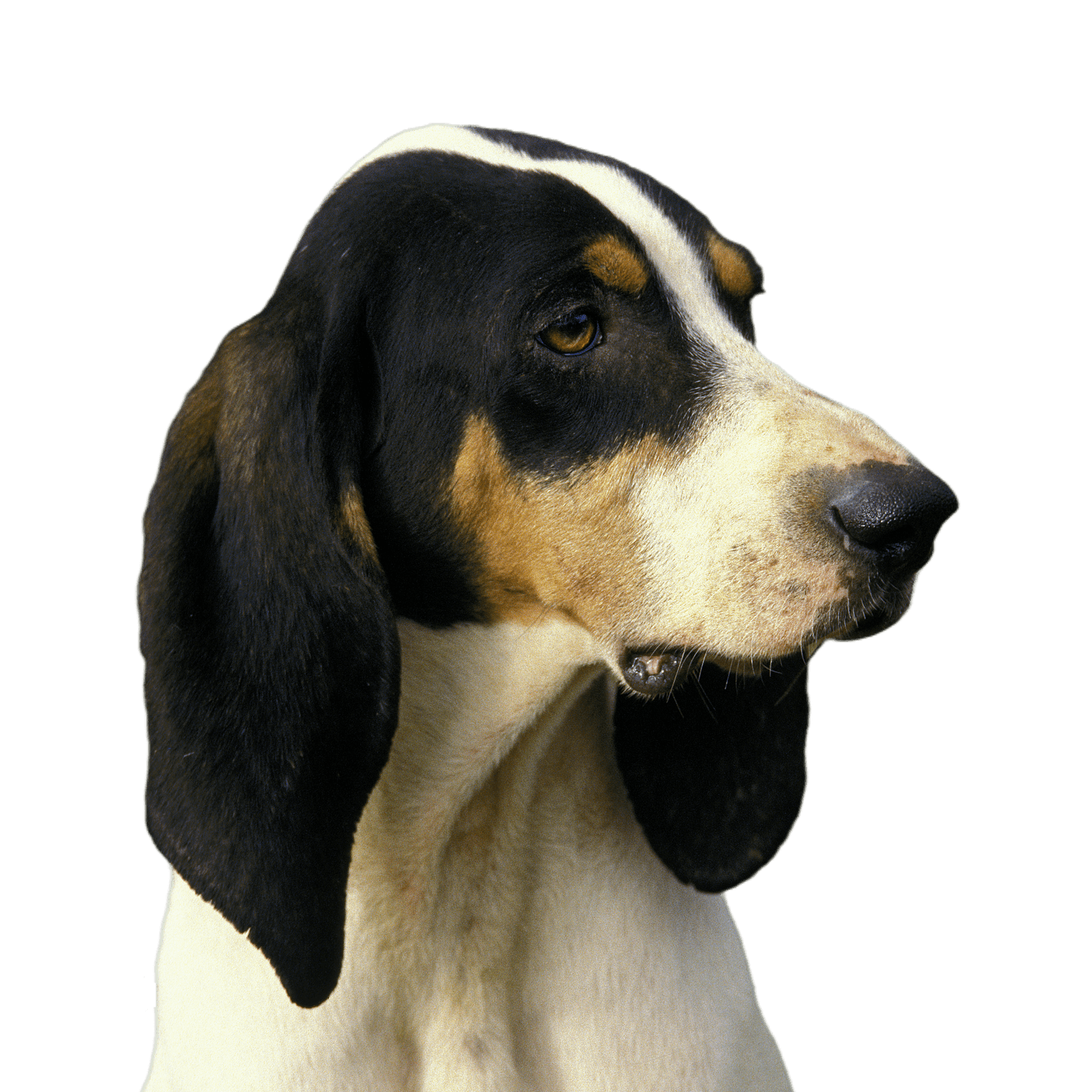 Grande tête de chien courant tricolore anglo-français