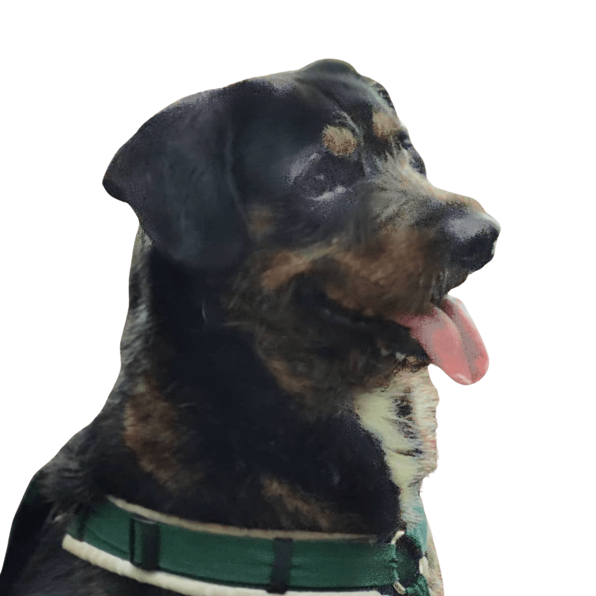 Hunting Sheepdog © Marianne van Deest Hund,Hunderasse,Fleischfresser,Halsband,Arbeitstier,Haustierbedarf,Begleithund,Hundehalsband,Schnauze,Leine,
