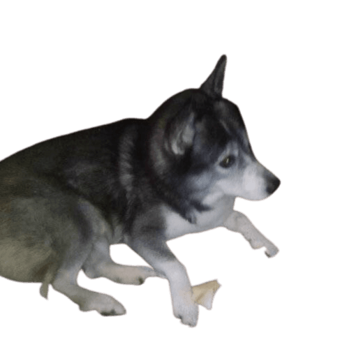 Husky Border Collie Mix Exemplaire Chien, race de chien, carnivore, queue, moustaches, museau, Felidae, animal de travail, groupe sportif, Canidae,