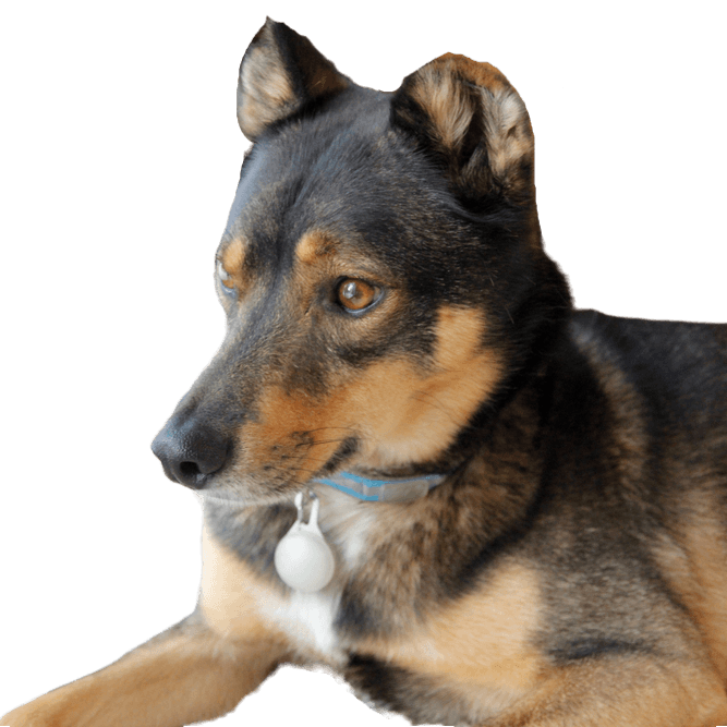 Chien,carnivore,race de chien,chien de compagnie,museau,animal terrestre,animal de travail,moustaches,groupe sportif,Canidae,