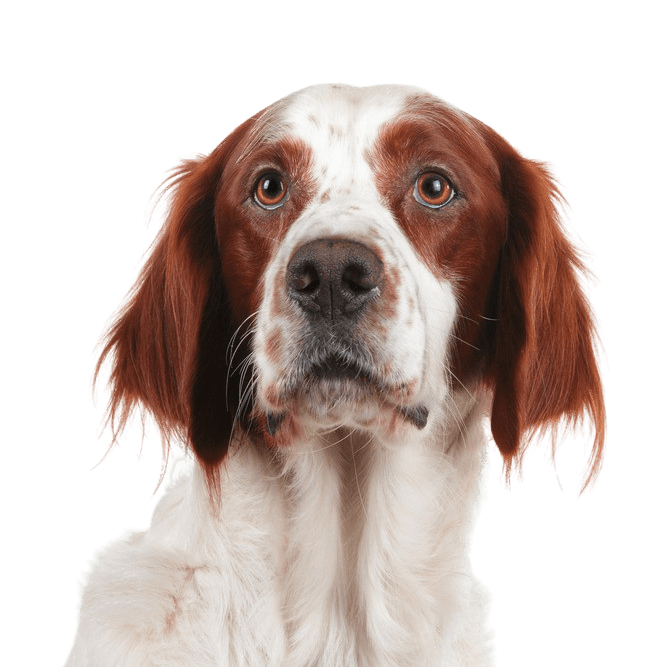 Chien, Mammifère, Vertébré, Canidé, Race de chien, Carnivore, Setter irlandais rouge et blanc, Race similaire à l'épagneul français, Chien similaire à la Bretagne, Groupe sportif, Setter irlandais rouge et blanc aux longues oreilles tombantes Poilu