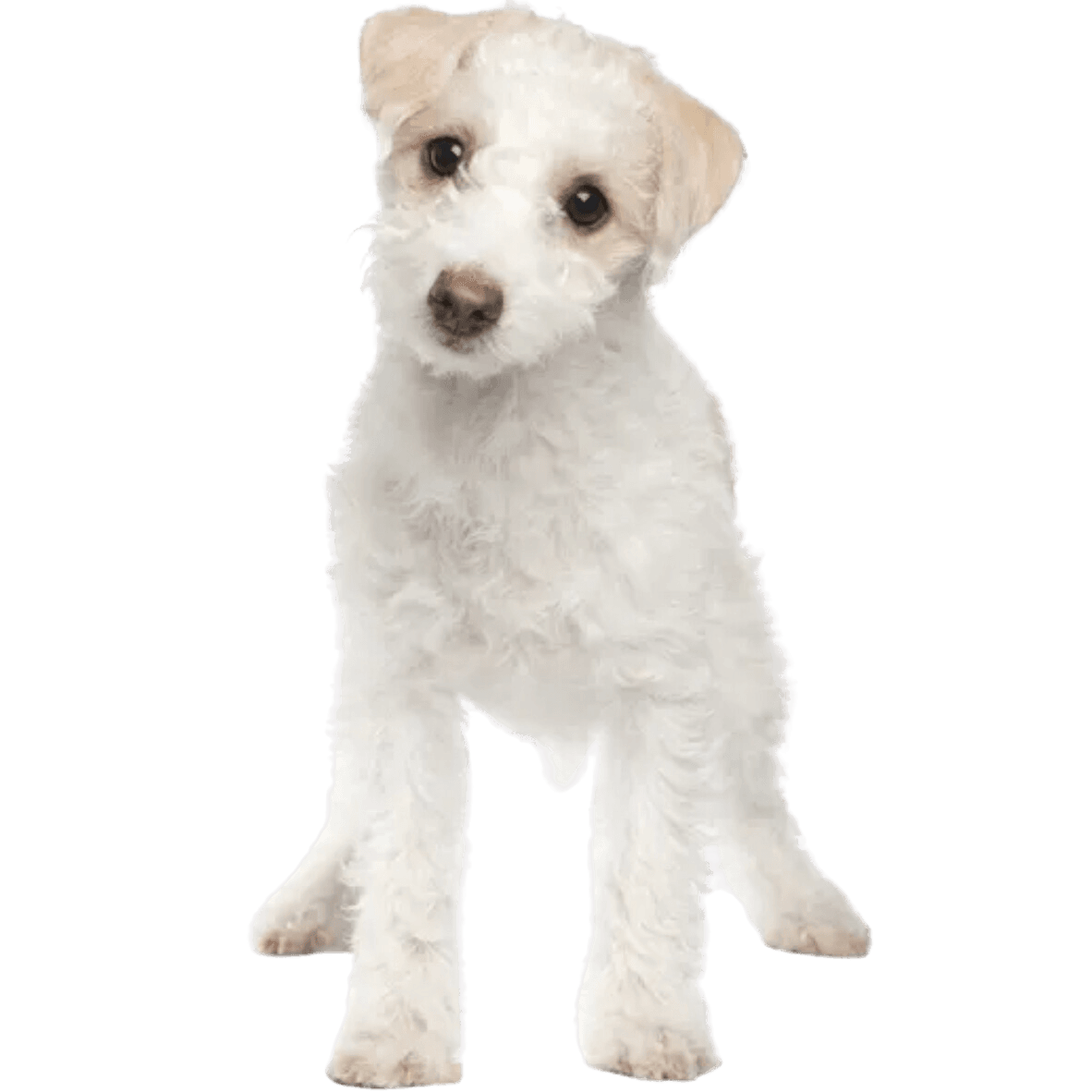 Chien,carnivore,race de chien,chien de compagnie,accessoire pour chien,museau,animal de travail,terrier,chien jouet,groupe sportif,