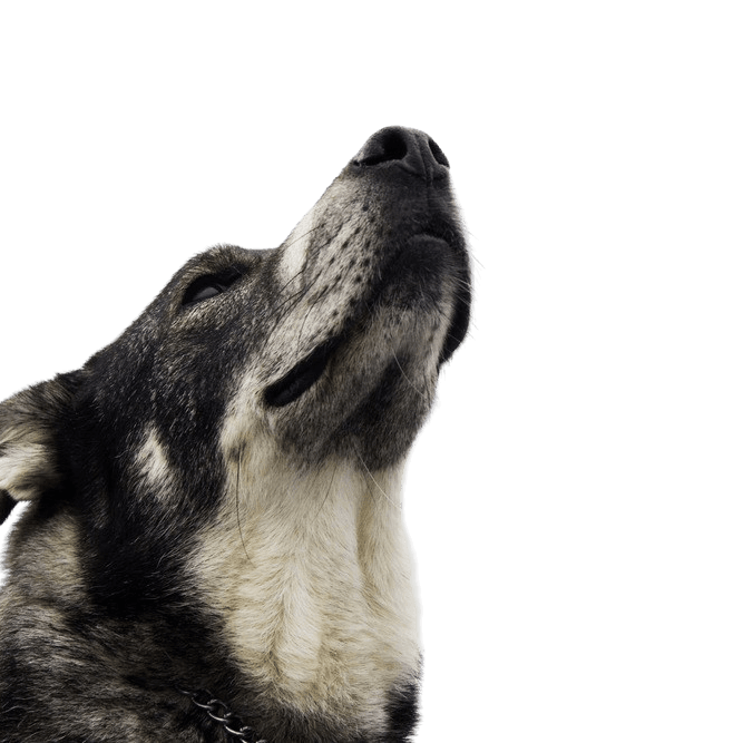 Description de la race Jämthund, chien similaire au Husky