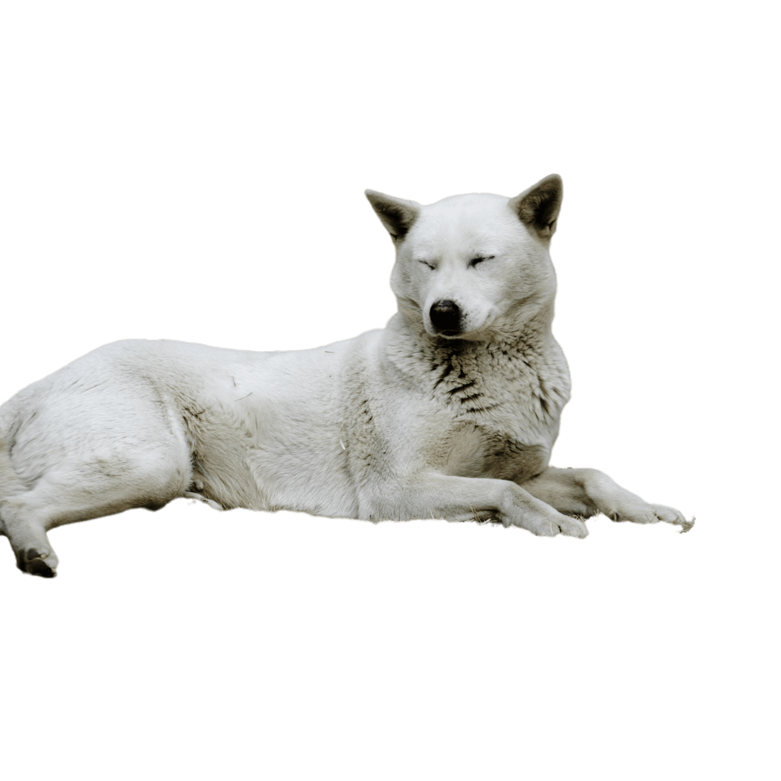 Korea Jindo Dog en position couchée