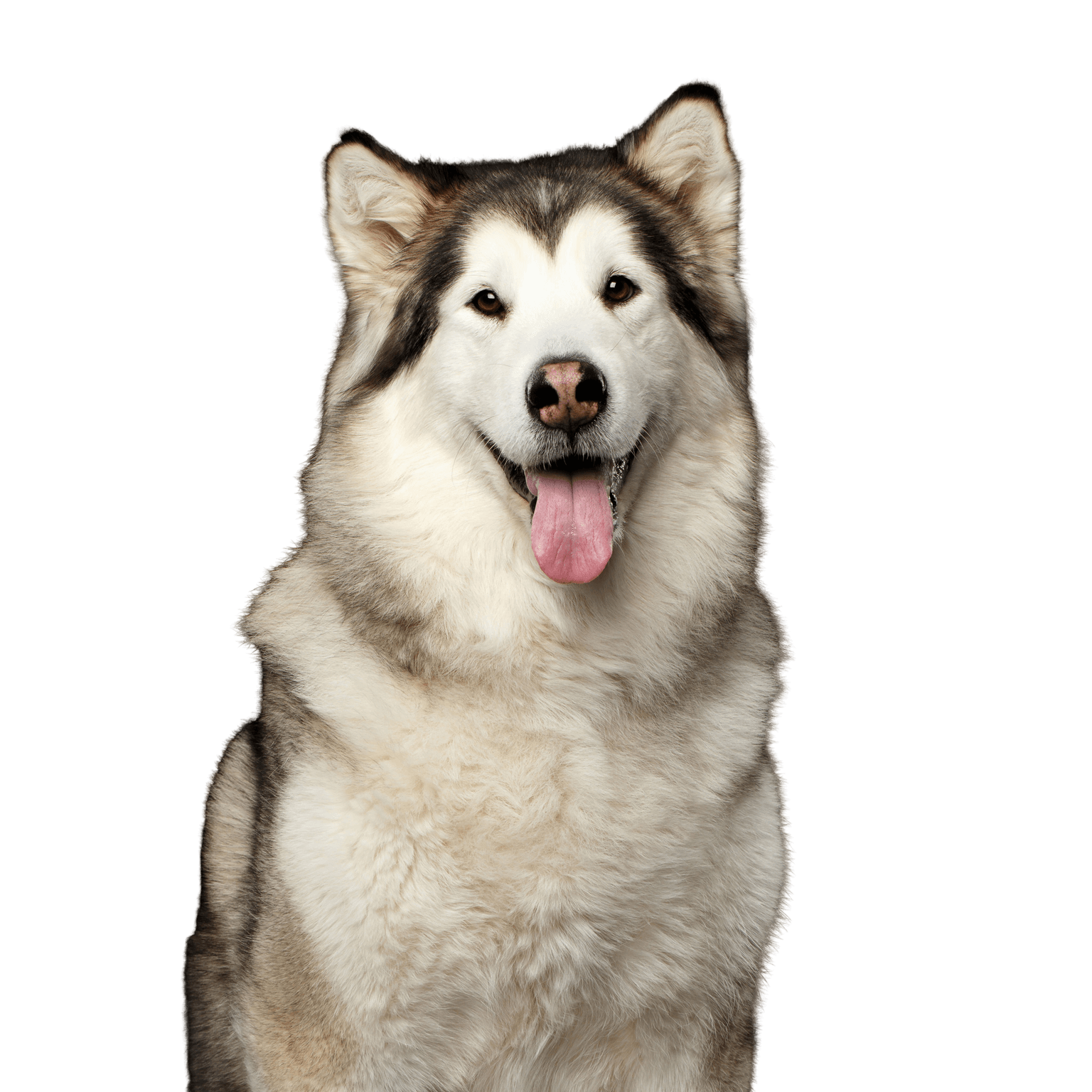 Chien, mammifère, vertébré, Malamute d'Alaska, Canidae, race similaire au Husky de Sibérie, race de chien, carnivore, grand chien blanc, chien à poil long