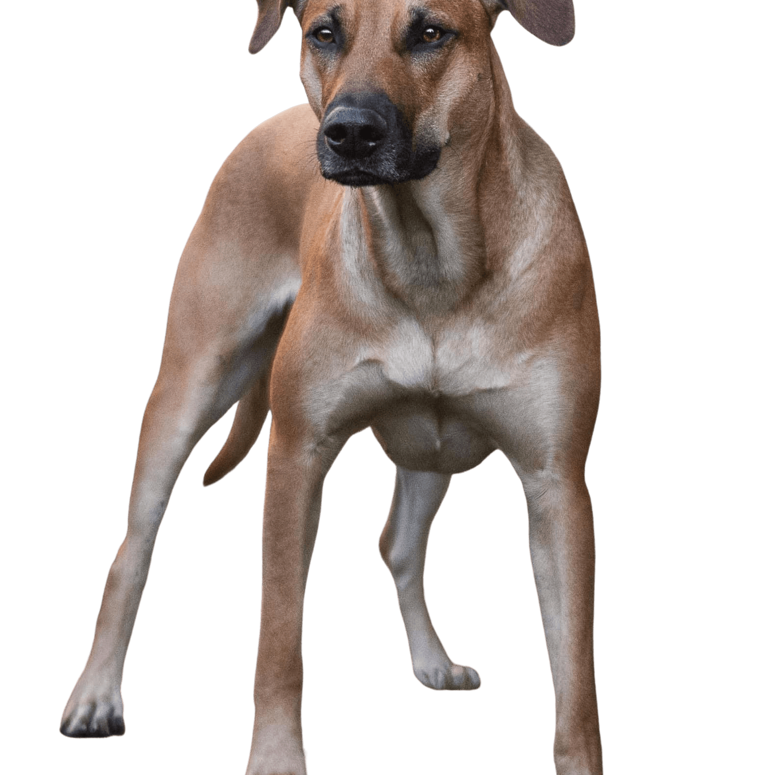 Maliback © Larissa Rutert Hund,Fleischfresser,Kitz,Leber,Hunderasse,Begleithund,Hundezubehör,Arbeitstier,Landtier,