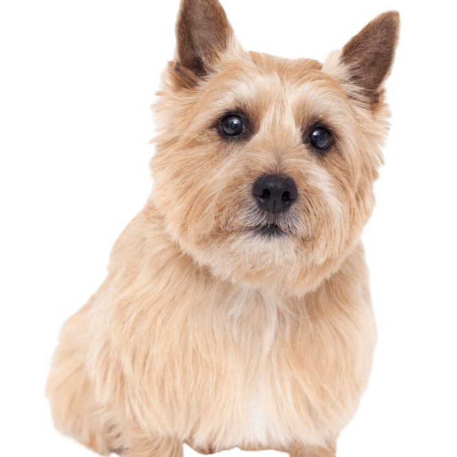 Description de la race du Norwich Terrier qui ressemble beaucoup au Norfolk Terrier, chien aux oreilles dressées, tempérament du Norwich Terrier, chien de race petit et brun, petit chien brun, chien de race de Grande-Bretagne