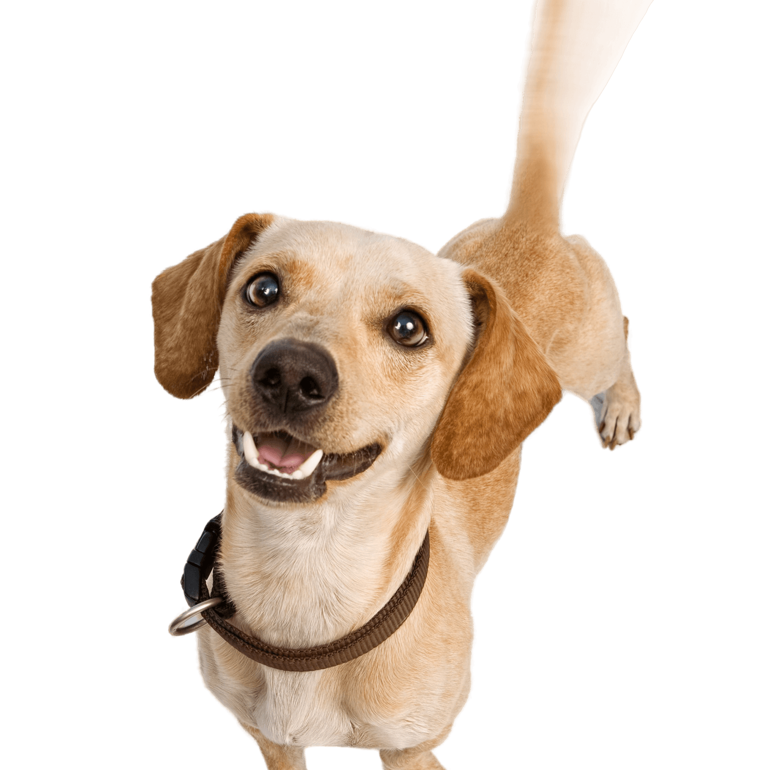 Chiweenie, chien métis de Chihuahua