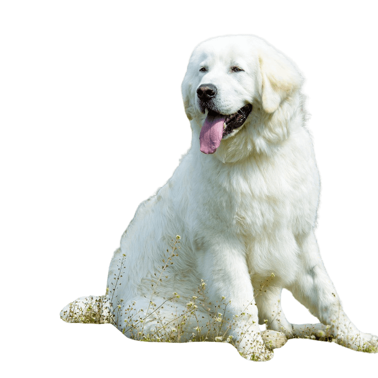 Description de la race du chien Kuvasz