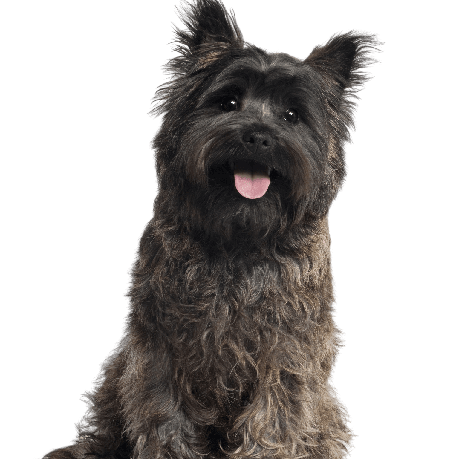 Profil du Cairn Terrier Image du chien