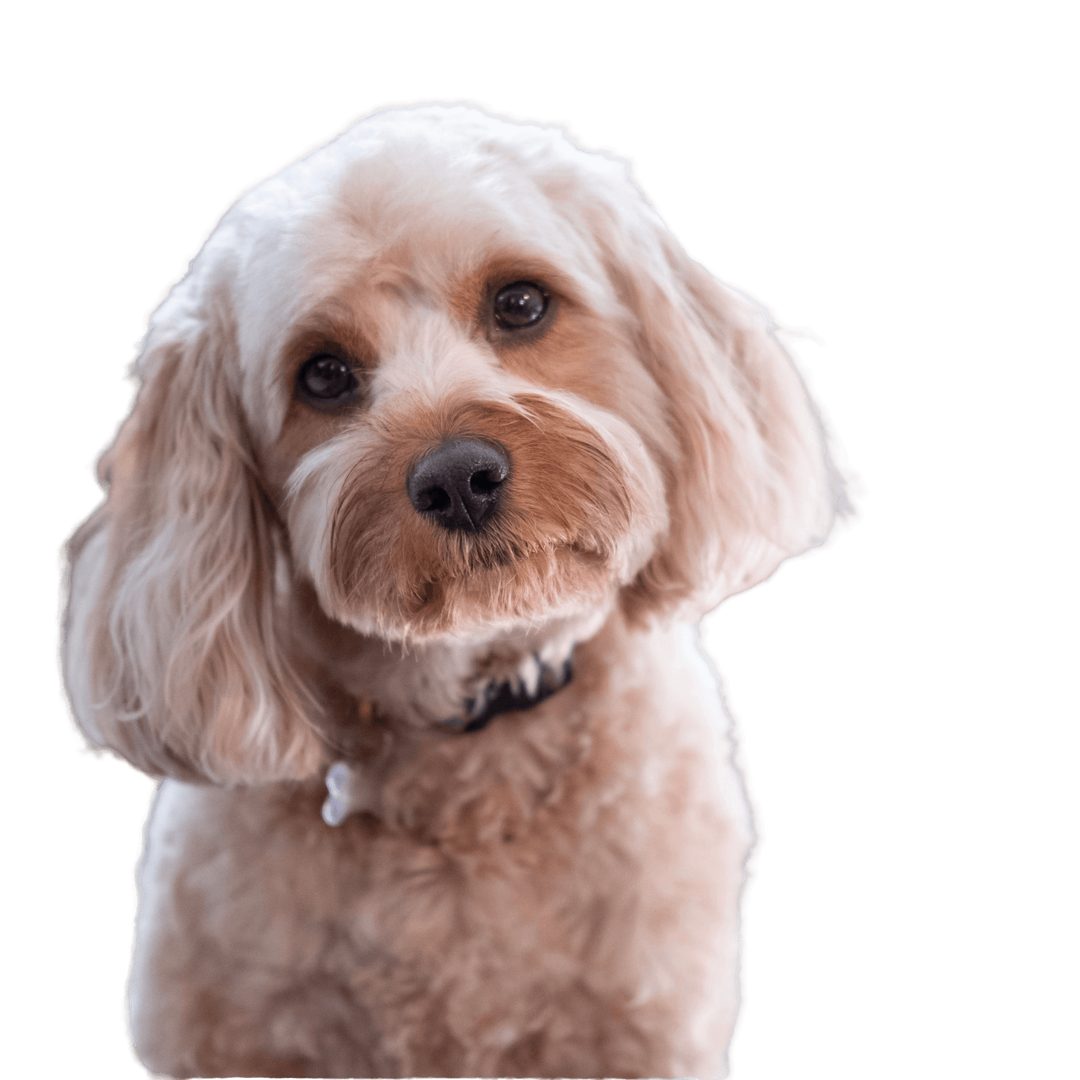 Photo de profil du Cavapoo Cavapoo, Cockapoo Profile Picture