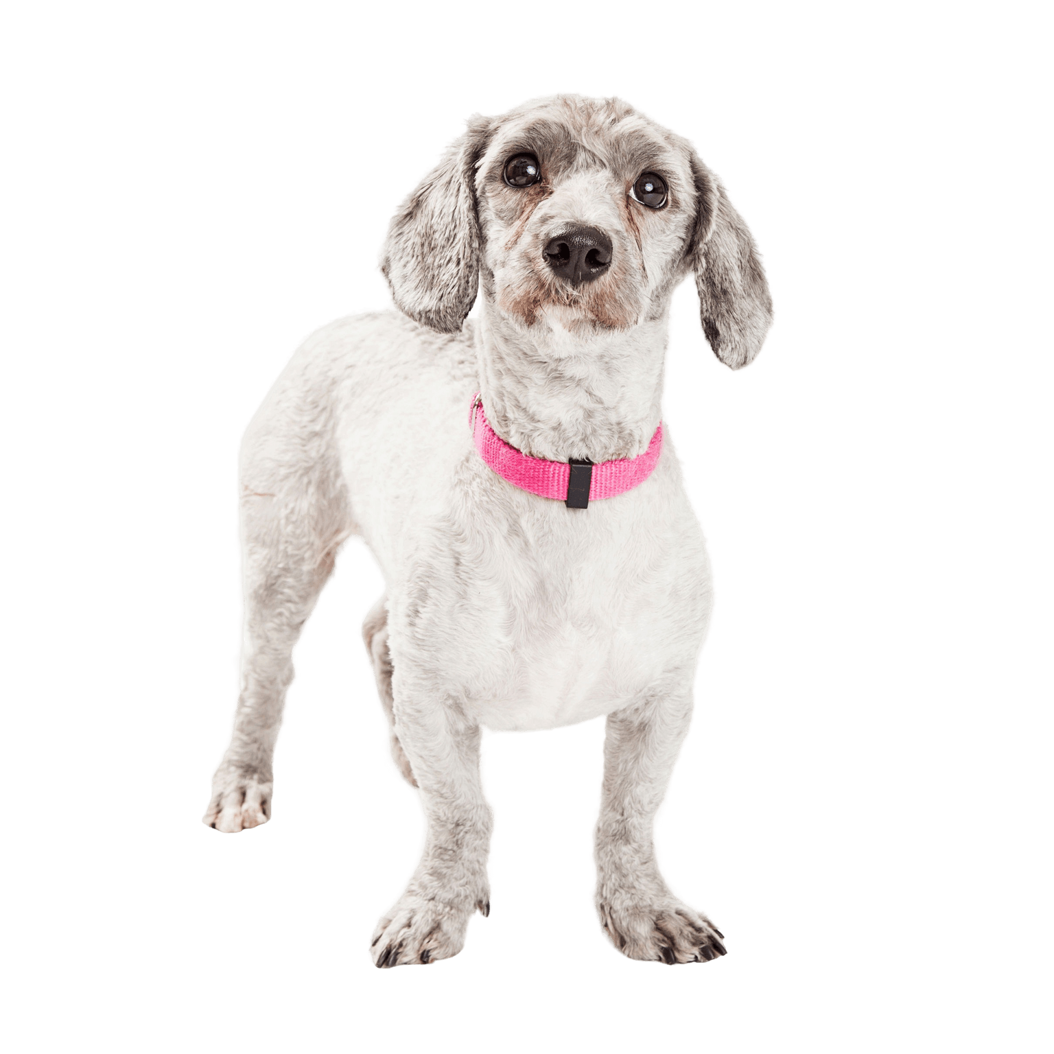 Le chien Doxiepoo est un croisement entre un caniche et un teckel ou un teckel.