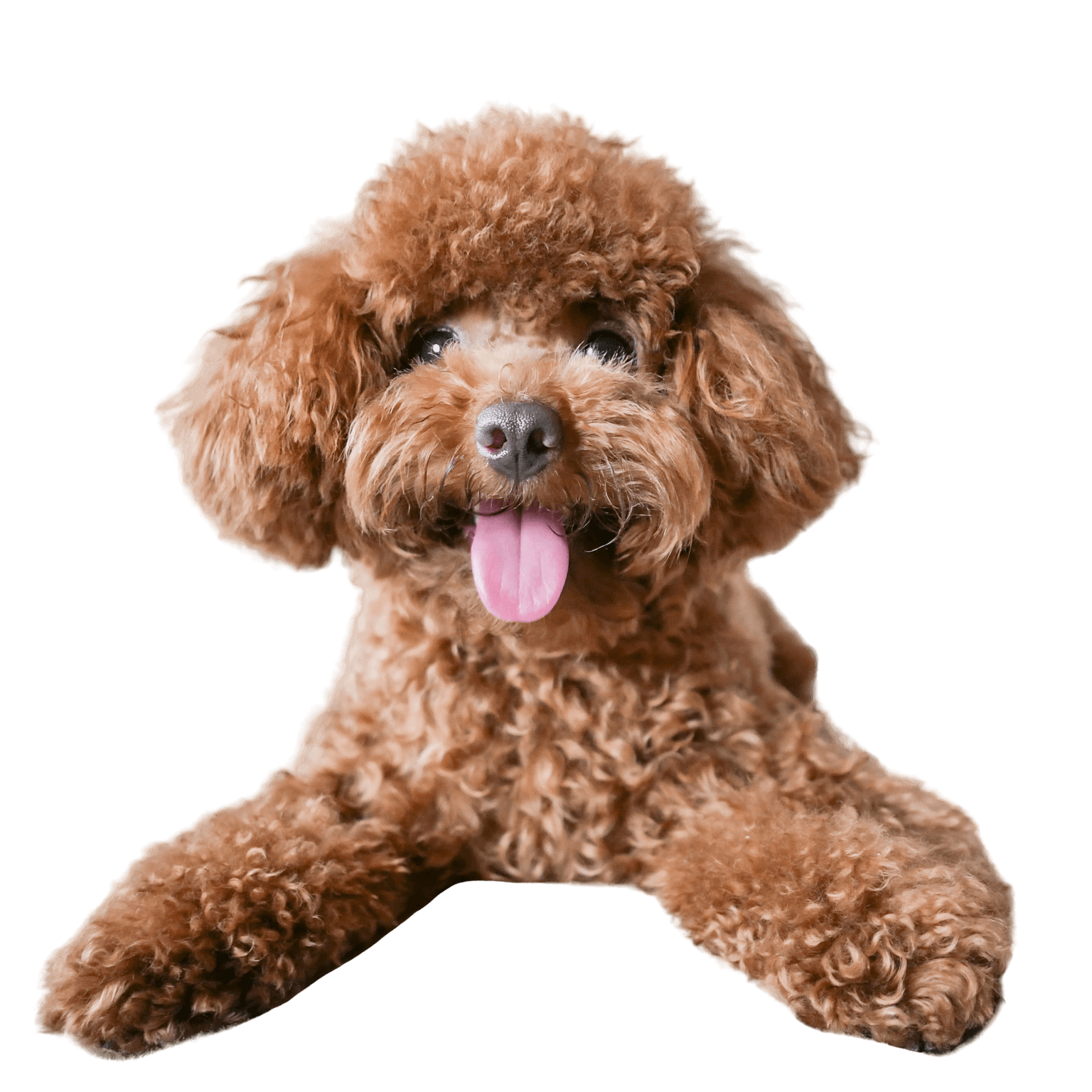 Photo de profil d'un caniche nain Photo de profil d'un caniche nain