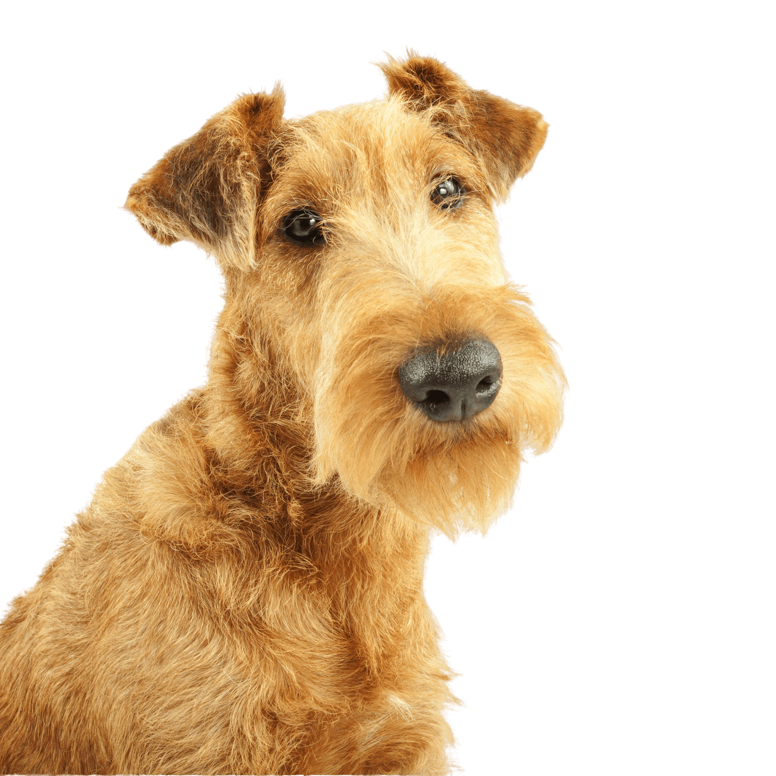 Description de la race Irish Terrier