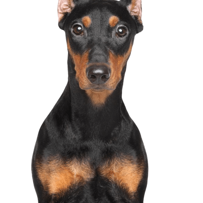 Profil du Pinscher allemand Description de la race du Pinscher allemand