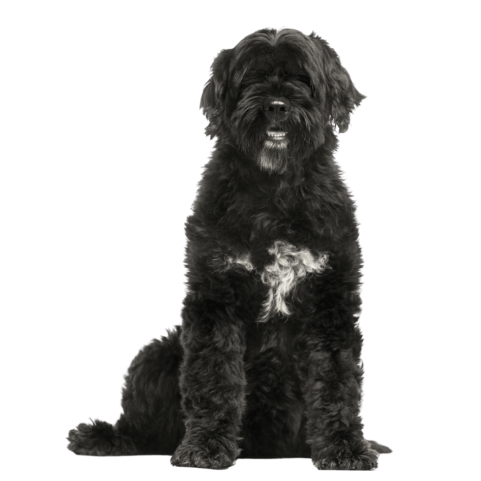 Description de la race du chien d'eau portugais, chien noir et blanc avec des boucles.