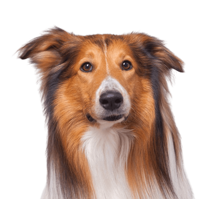Description de la race Collie, collie à poils longs, chien de troupeau, chien de famille, chien à poil long, poil lisse, chien aux oreilles dressées, chien de travail, race tricolore d'Écosse.