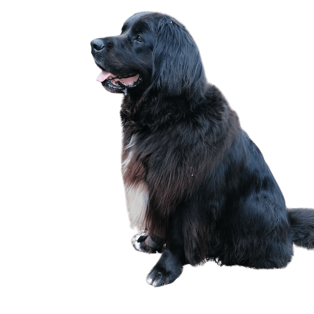Saint Bernewfie © Denise Hörath Hund,Fleischfresser,Hunderasse,Begleithund,Schnauze,Canidae,Sportliche Gruppe,Jagdhund,Borador,Landtier,