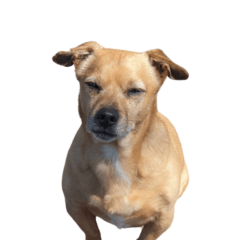 Shih Tzu Jack Russel Mix Chien Photo libre Chien, carnivore, moustaches, collier, chien de compagnie, animal de travail, race de chien, foie, oreille, animal terrestre,