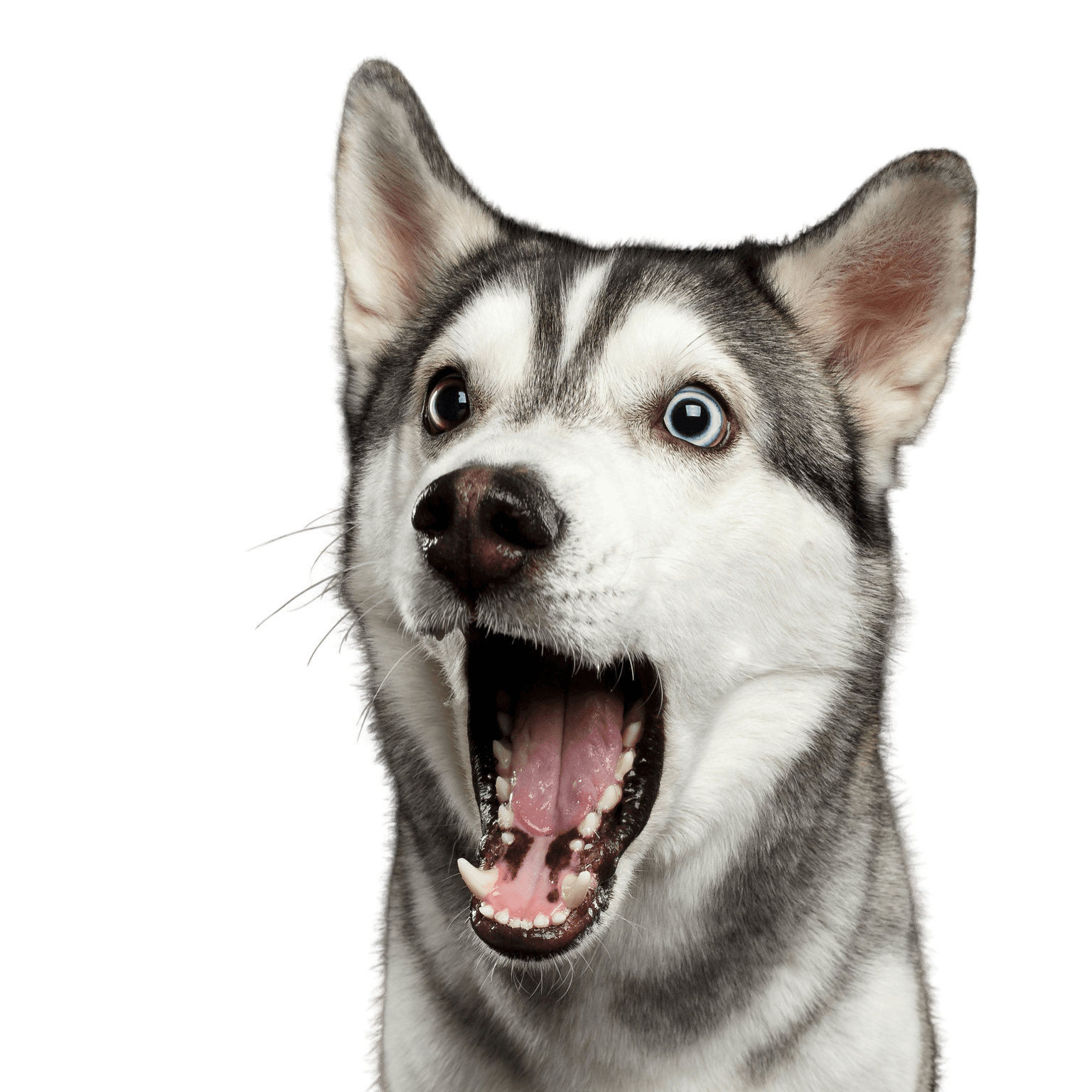 Chien, mammifère, Husky sibérien avec bouche ouverte étonnée, vertébré, Canidae, race de chien, expression faciale, carnivore, race similaire au Malamute d'Alaska, chien similaire au chien Inuit du Nord,