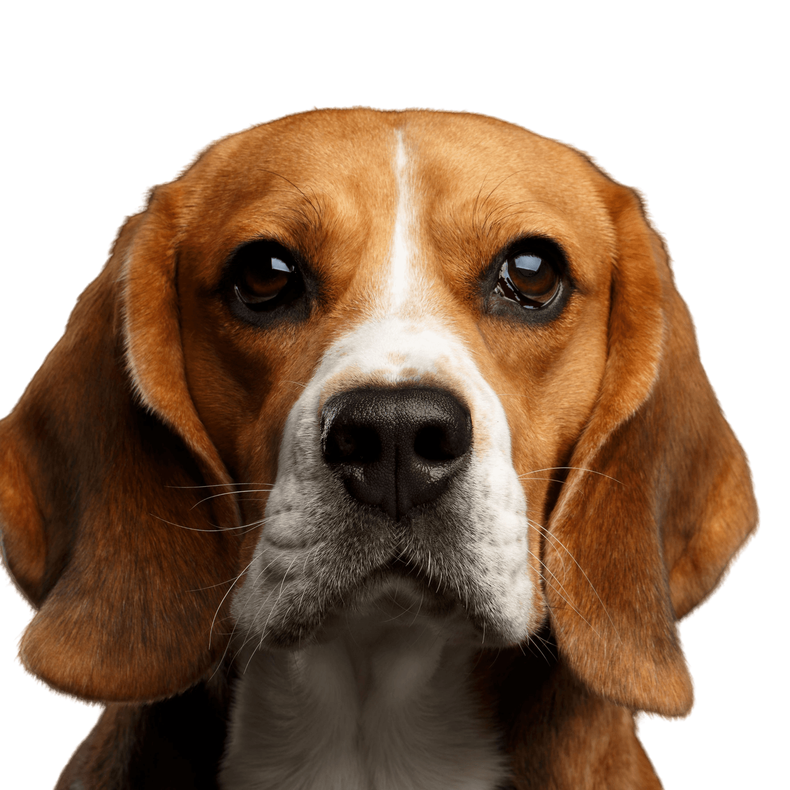 Chien, Mammifère, Vertébré, Race de chien, Canidae, Beagle, Beagle-Harrier, Carnivore, Chien brun, Oreilles tombantes