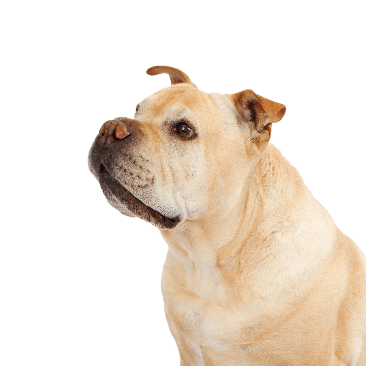 Egy gyönyörű bulldog és egy Shar-Pei keverék ül szépen