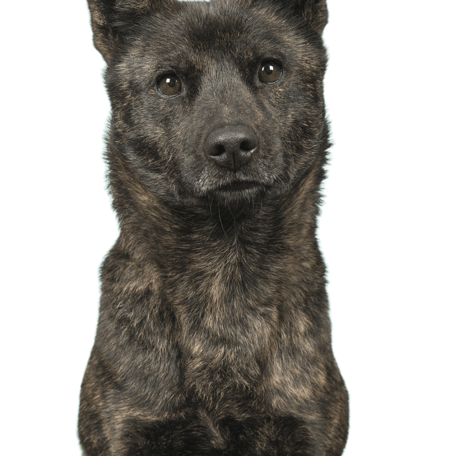 Portré egy nőstény Kai Ken kutyáról, a japán nemzeti kutyafajtáról, amely a kamerába néz, türkizkék háttéren, függőleges képen.