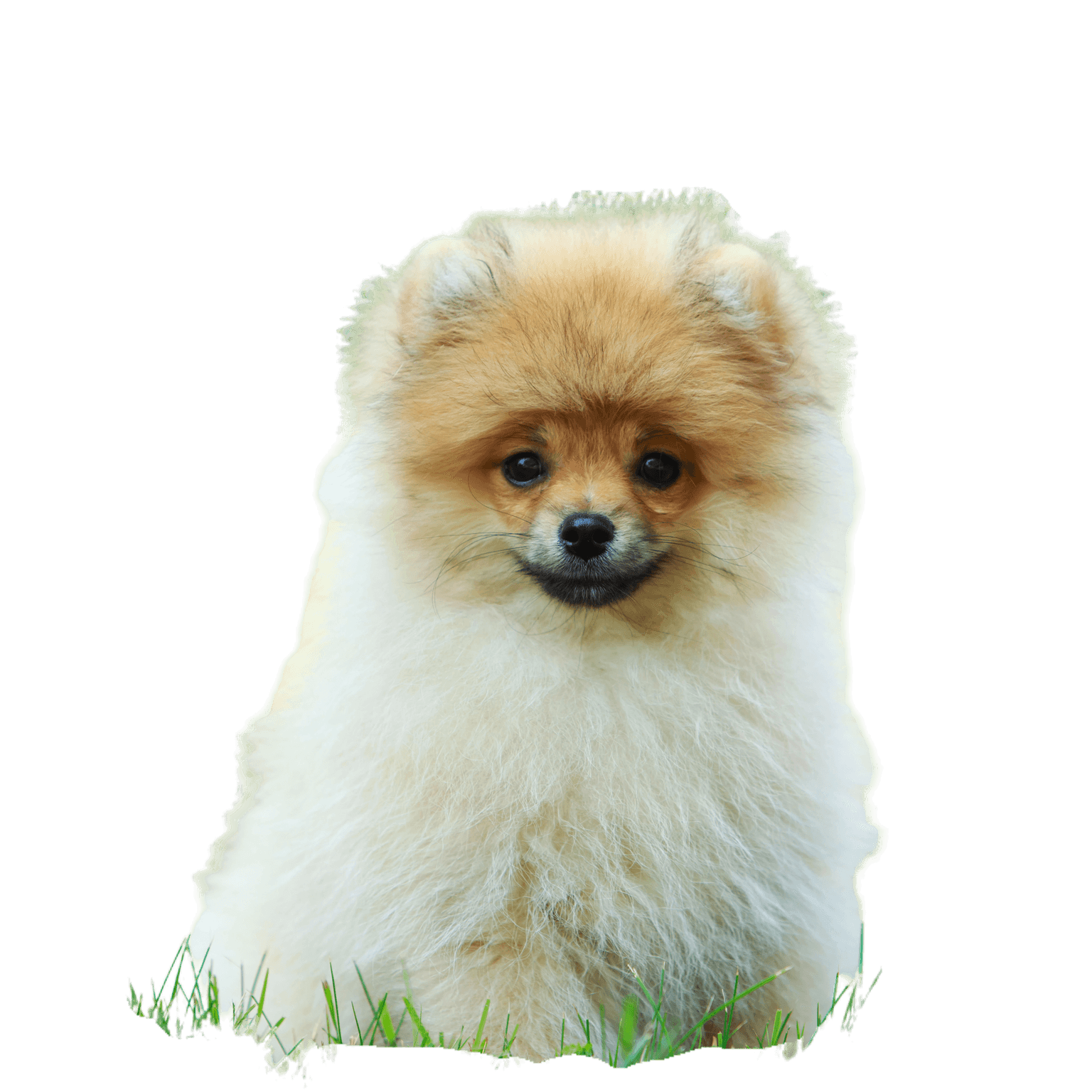 A Zwergspitz kutyafajta zöld fűben ül