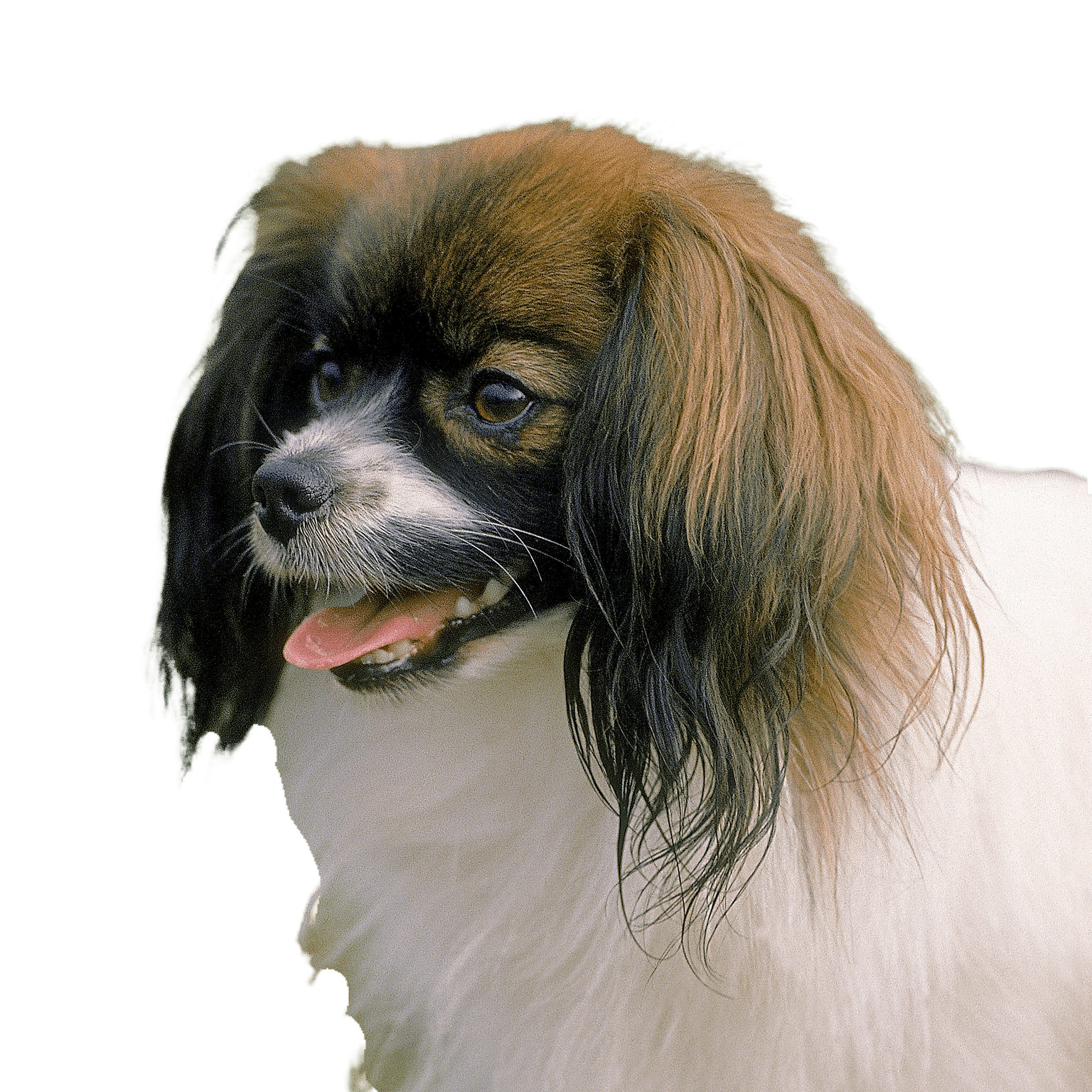 Phalene vagy Continental Toy Spaniel