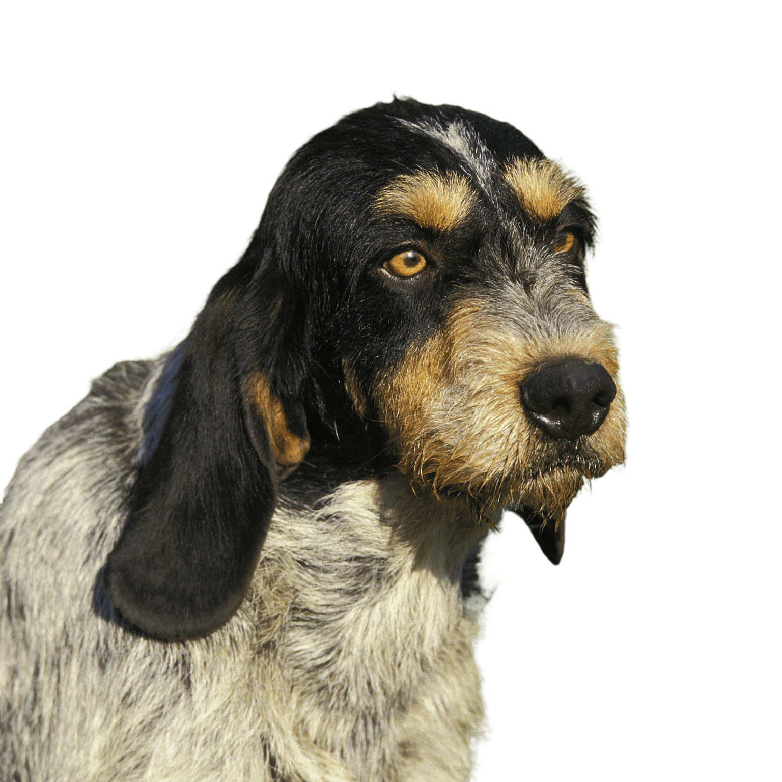 Egy kék Gascogne Griffon kutya portréja