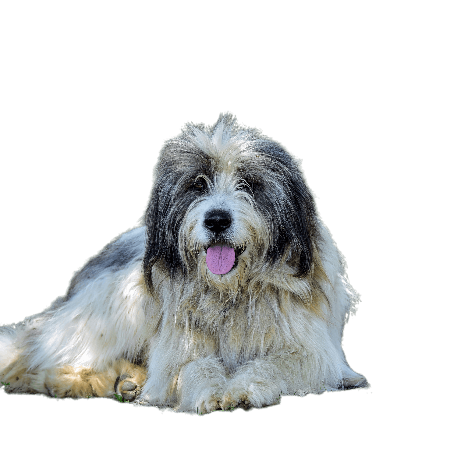 A román kárpáti kutya (rövidítve CRC) egy olyan kutya, amelyet a román pásztorok évszázadok óta használnak a Kárpátokban a nyájak őrzésére, és kiváló házőrző.