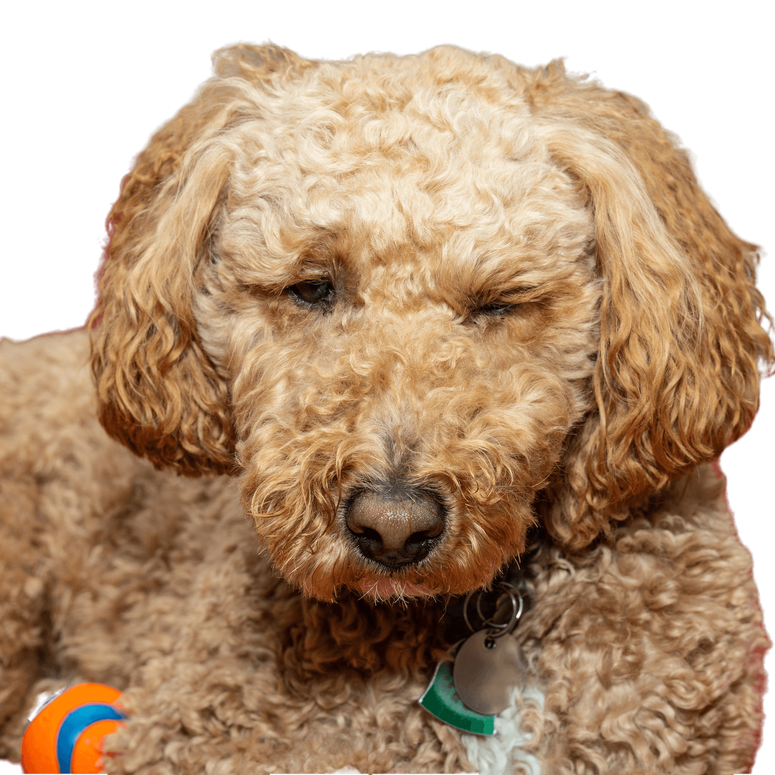 Az ausztrál labradoodle a labrador retriever, az uszkár és a cocker spániel keveréke.