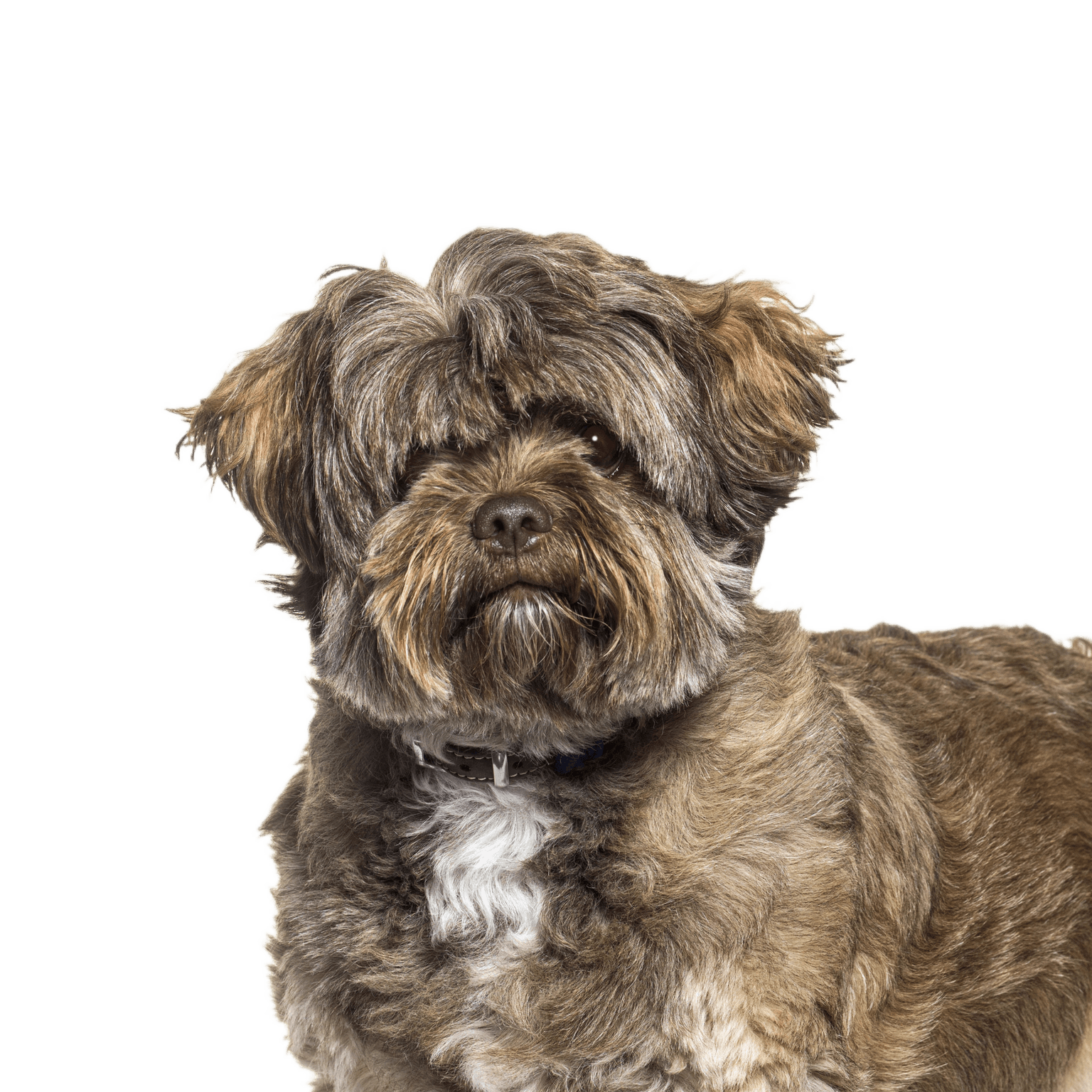 A Shichi kutya egy Shih Tzu-Chihuahua keverék. Álló és elszigetelt fehér színben A Shichi kutya egy Shih Tzu-Chihuahua keverék. Álló és elszigetelt fehér színben