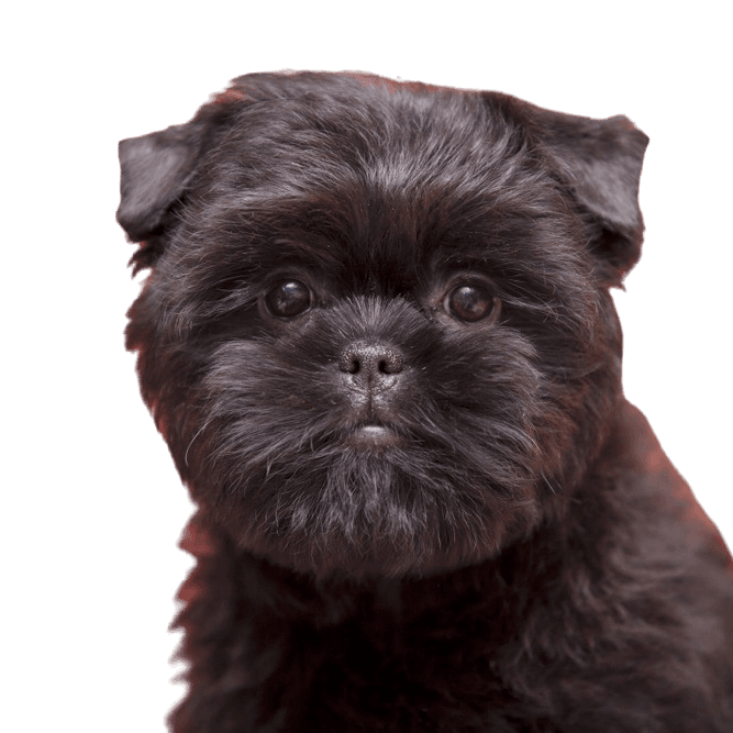 Affenpinscher temperamentum