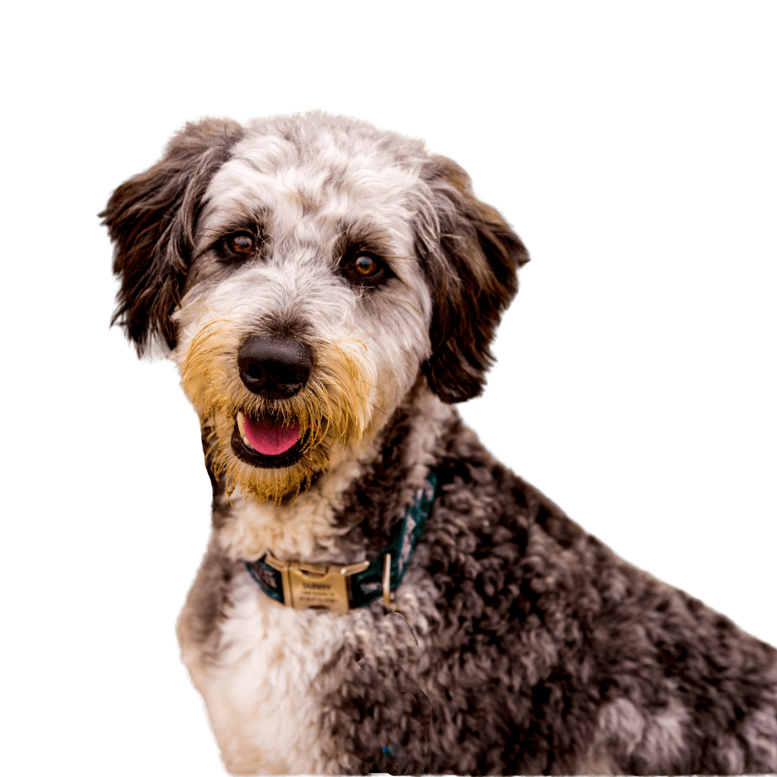 Aussiedoodle profilkép egy kutyáról