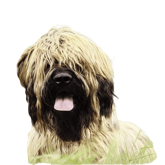 Briard profilkép briard kutya