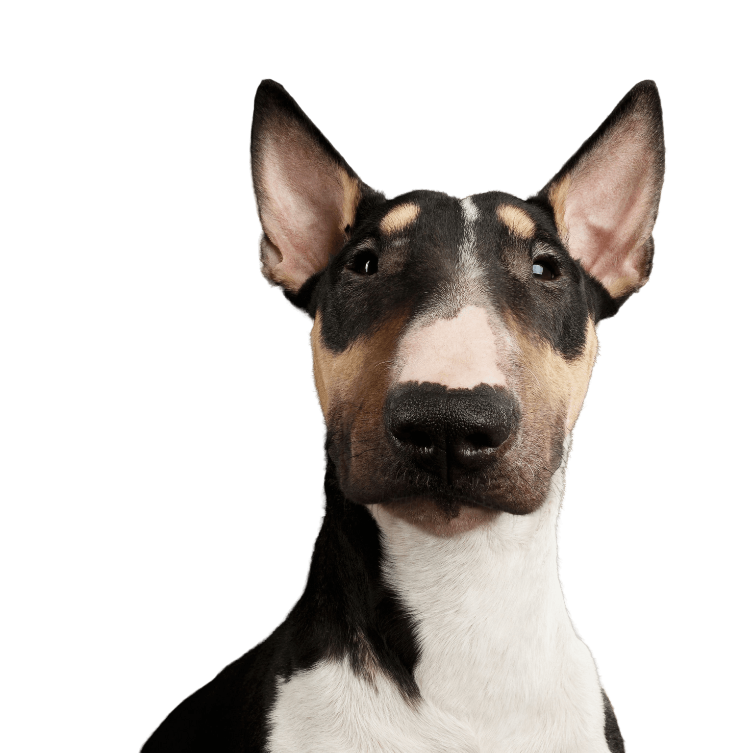 Bullterrier szúrós fülekkel Kutya, emlős, gerinces, kutyafajta, Canidae, bullterrier (miniatűr), ragadozó, bullterrier szúrós fülű, öreg angol terrier, szájkosár, barna fehér bullterrier, harci kutya, listakutya, háromszínű közepes kutya