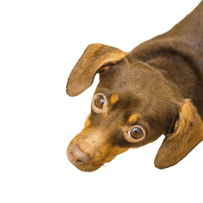 Chihuahua Shi Tzu keverék Kutya,szem,húsevő,máj,kutyafajta,fül,haszonállat,barna,bajusz,társas kutya,