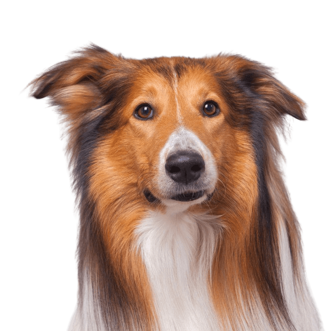 Collie fajta Collie fajtaleírás, hosszú szőrű collie, terelőkutya, családi kutya, hosszú szőrű kutya, sima szőrű, szúrós fülű kutya, munkakutya, háromszínű fajta Skóciából.