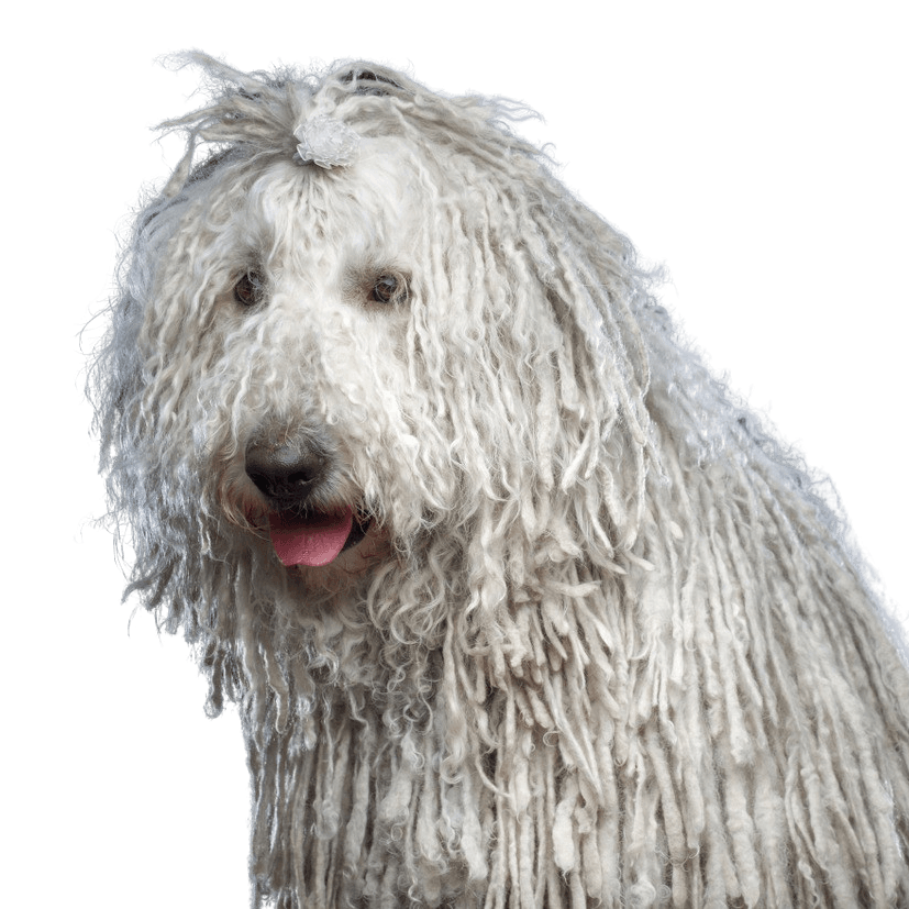 Komondor kutyafajta az UNgarnból, bozontos szőrű kutyafajta, rasta copfos fajta, raszta kutya, fehér és nagyon nagy kutyafajta, óriás kutyafajta, nagy kutya fehér szőrrel és felmosószőrrel.