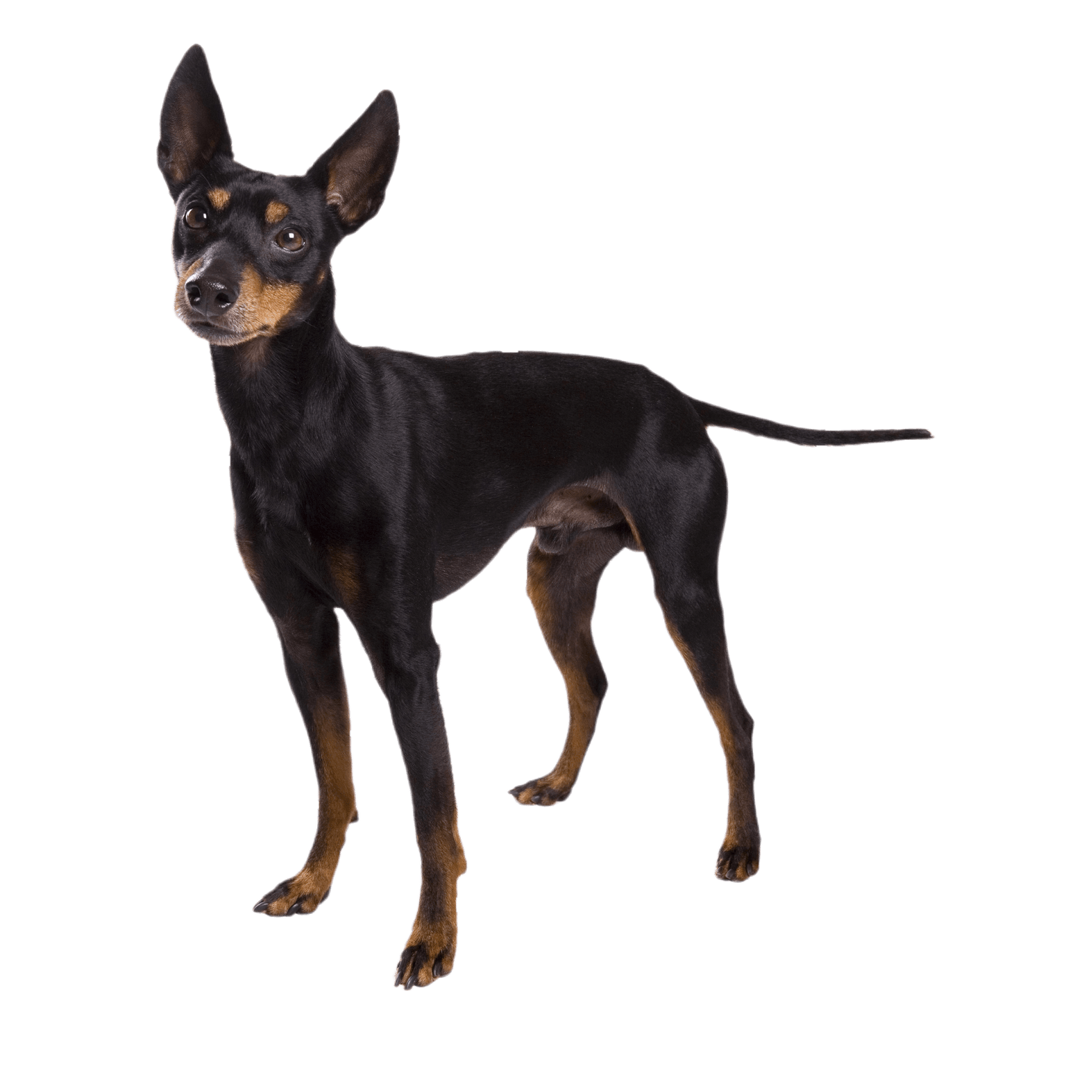 angol toy terrier állva