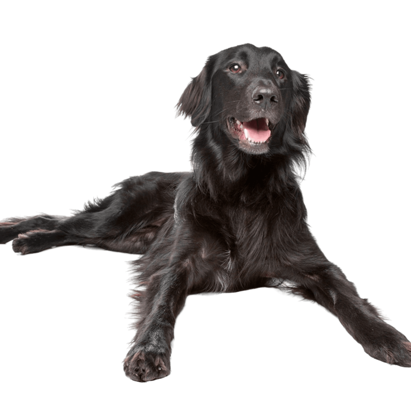 Flatcoated Retriever fajtaleírás Flatcoated Retriever Fekete fajta leírása