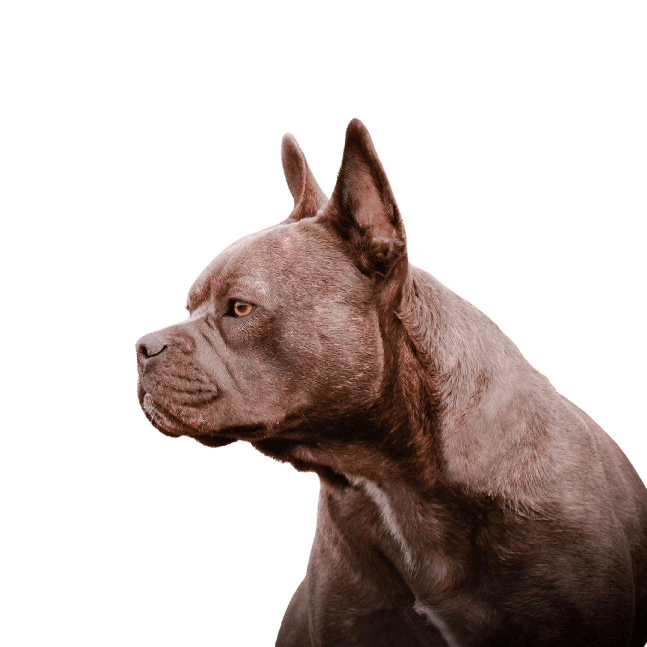 Frenchie Staff © Patricia Plazotta Hund,Fleischfresser,Hunderasse,Rehbraun,Begleithund,Bulldogge,Terrestrisches Tier,Schnauze,Falten,Leber,
