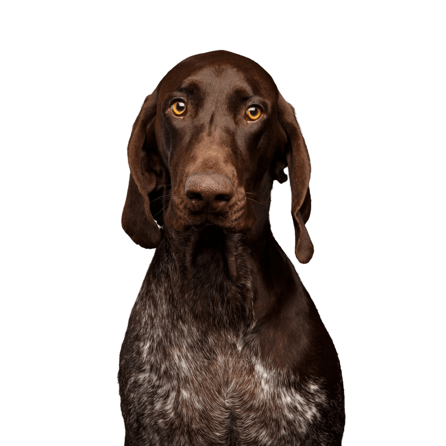Német pointer Kutya, emlős, gerinces, Canidae, kutyafajta, húsevő, sportcsoport, máj, pointer fajta, német pointer rövidszőrű, nagy barna kutya fehér foltokkal, Viszlához hasonló kutya, vadászkutya, vadászkutya