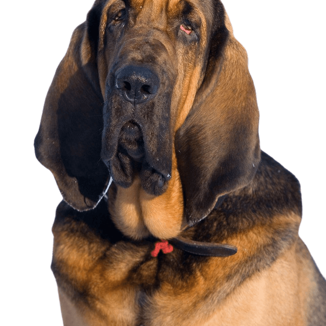Hubertus kutya, Szent Hubertus kutya, véreb, barna kutya sok hajtással